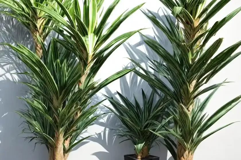 Striped dracaena (dracaena deremensis “warneckii”)