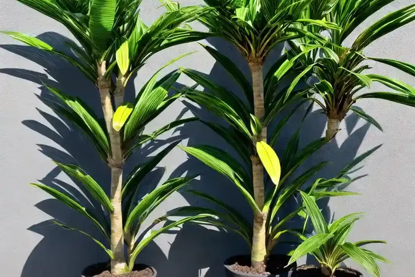 Striped dracaena (dracaena fragrans (deremensis group) ‘lemon lime’) — photo 2