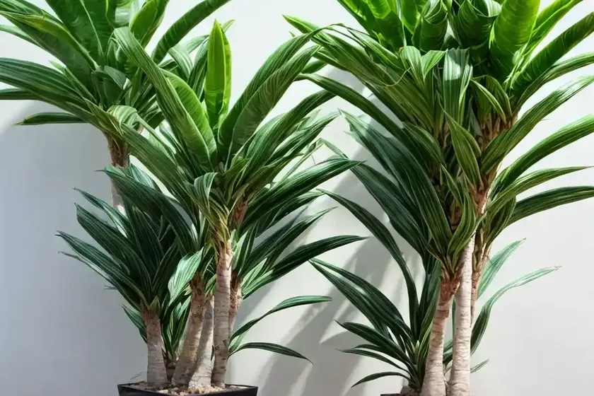 Striped dracaena (dracaena fragrans (deremensis group) ‘lemon lime’) — photo 3