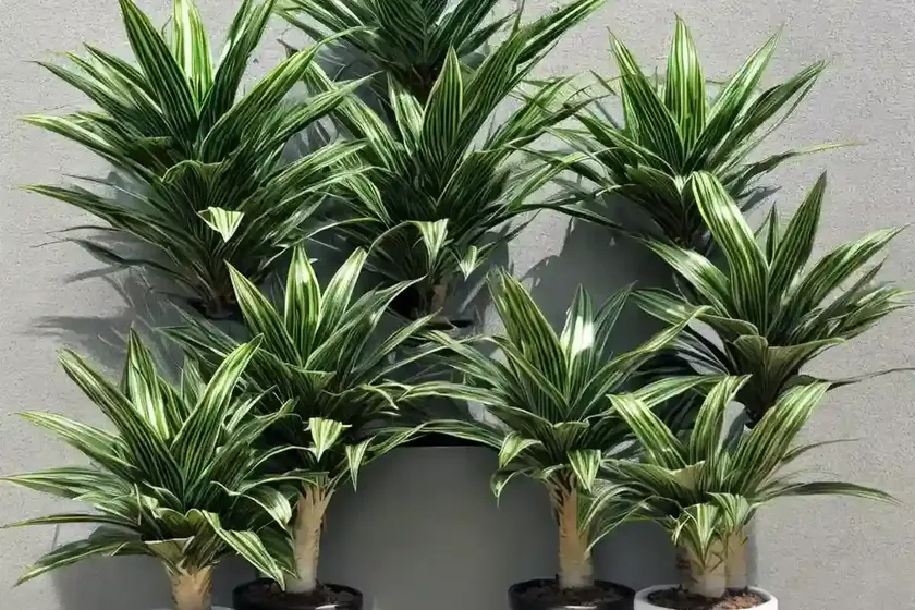 Striped dracaena (dracaena fragrans (deremensis group) ‘limelight’) — photo 2