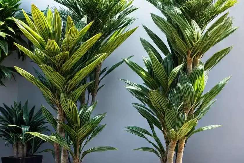 Striped dracaena (dracaena fragrans (deremensis group) ‘limelight’)