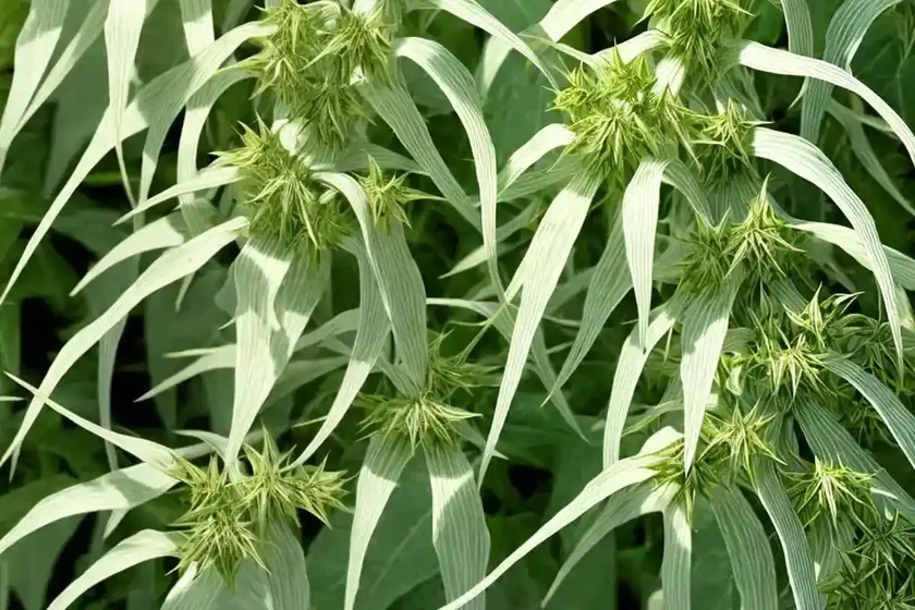 Striped goosefoot (acer pensylvanicum) — photo 2