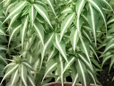 Striped Goosefoot (Acer Pensylvanicum)