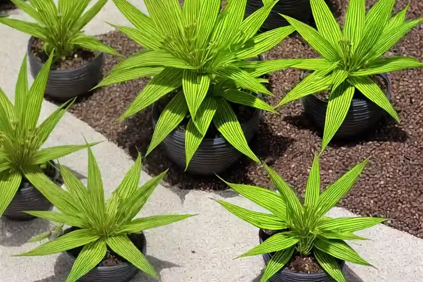 Striped inch plant (callisia gentlei var. ‘elegans’) — photo 3