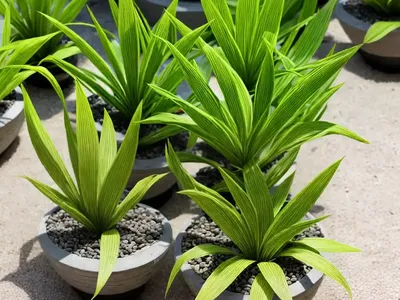 Striped Inch Plant (Callisia Gentlei Var. ‘elegans’)