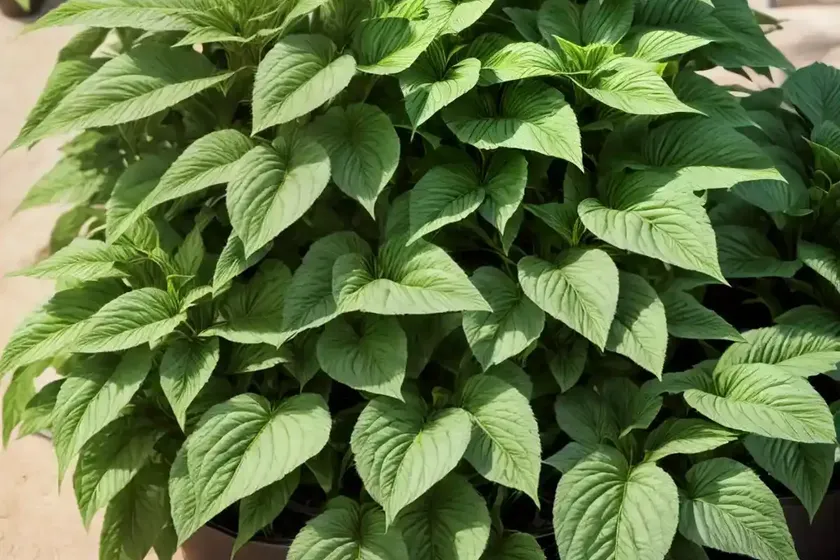 Strobilanthes auriculatus (strobilanthes auriculatus)