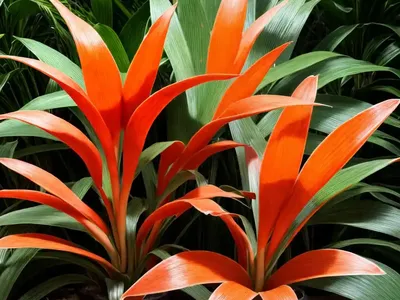 Stromanthe Plants (Stromanthe Sanguinea)