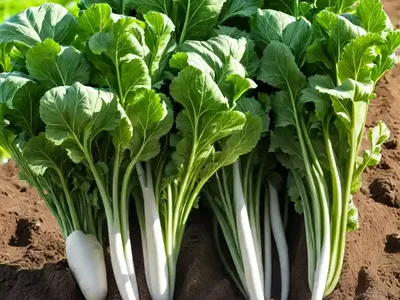 Sugar Beet (Beta Vulgaris Subsp. Vulgaris)