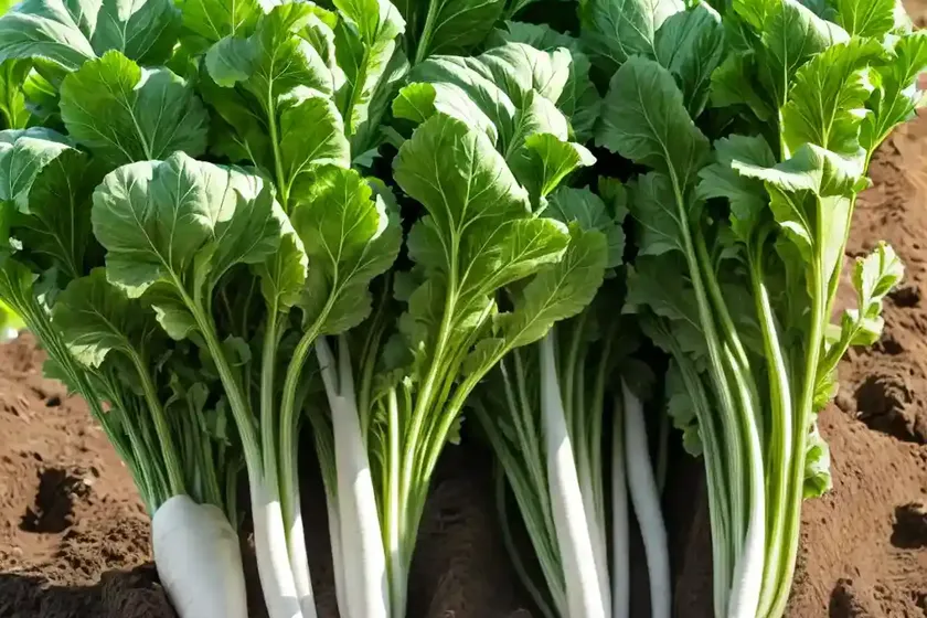Sugar beet (beta vulgaris subsp. vulgaris)