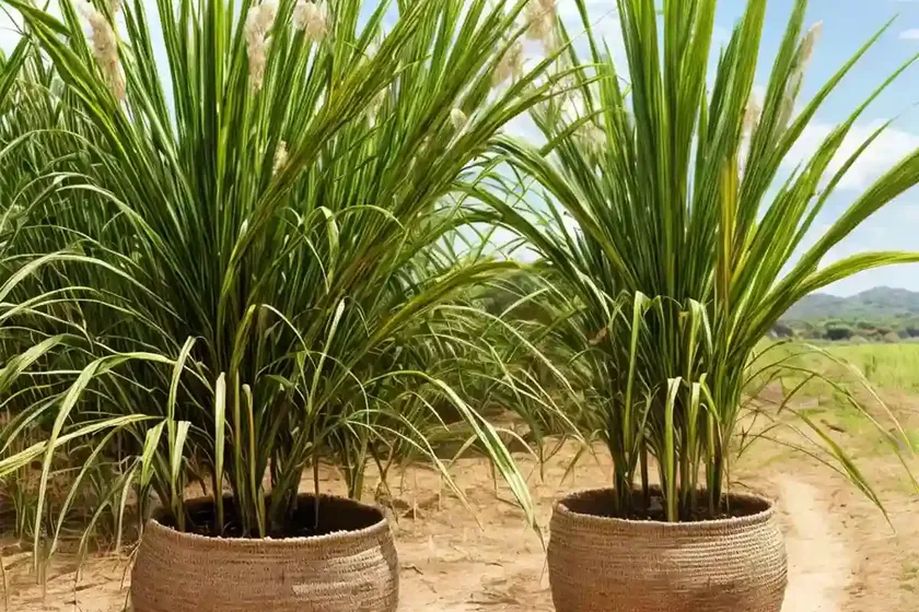 Sugar cane (saccharum officinarum) — photo 2