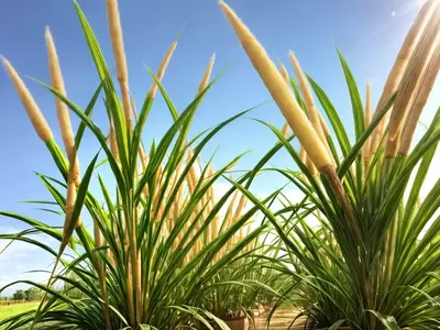 Sugar Cane (Saccharum Officinarum)