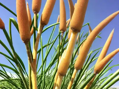Sugar Cane (Saccharum Officinarum)