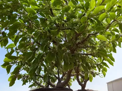 Sugar Hackberry (Celtis Laevigata)