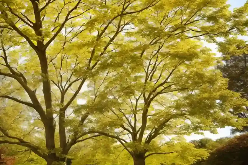 Sugar maple (acer saccharum) — photo 2