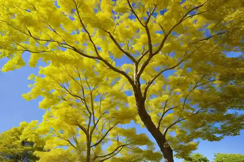 Sugar maple (acer saccharum) — photo 3