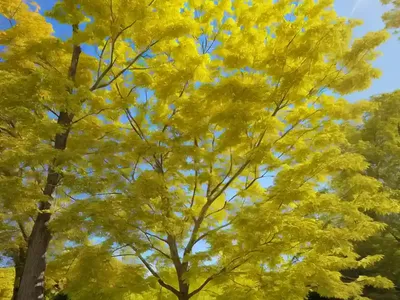 Sugar Maple (Acer Saccharum)
