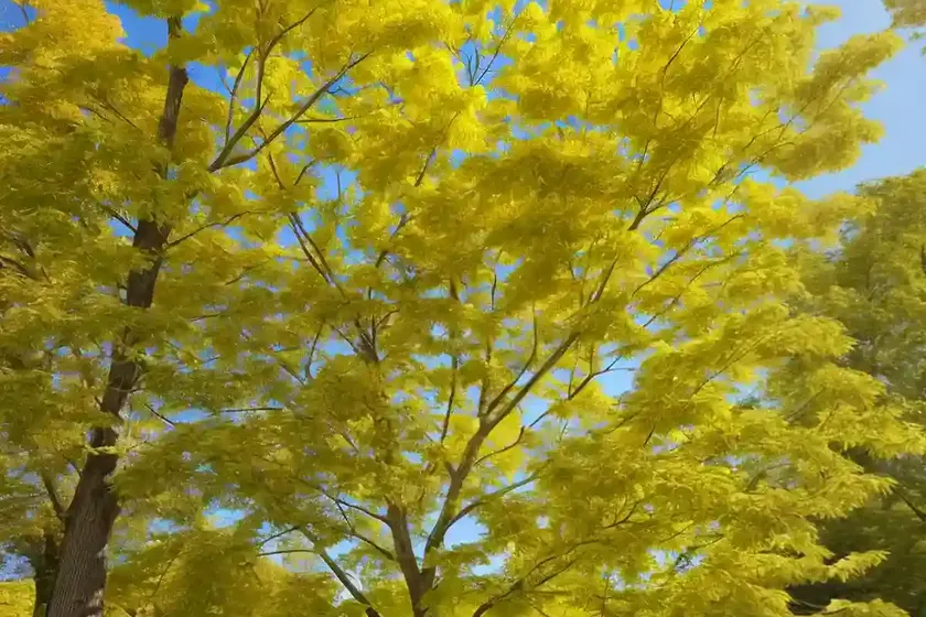 Sugar maple (acer saccharum)