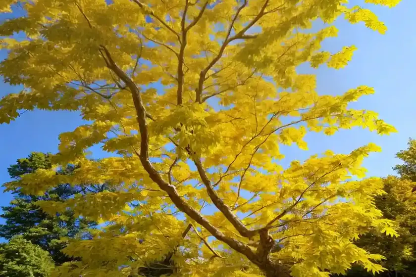 Sugar maple (acer saccharum ‘sisseton’ northern flare) — photo 2
