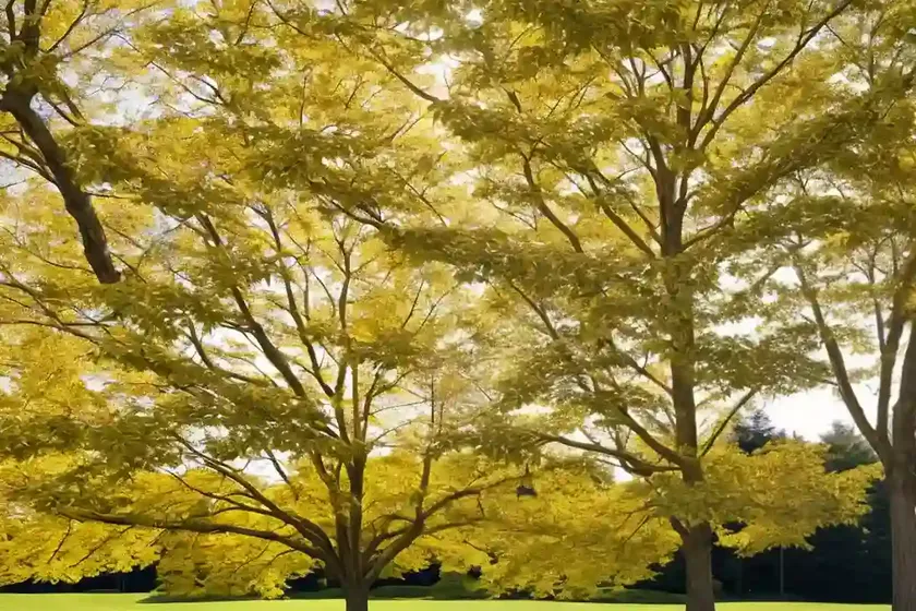 Sugar maple (acer saccharum ‘sisseton’ northern flare) — photo 3