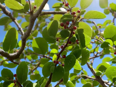 Sugarberry (Celtis Laevigata)