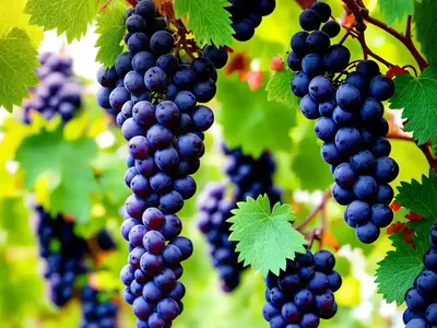 Summer Grape (Vitis Aestivalis)