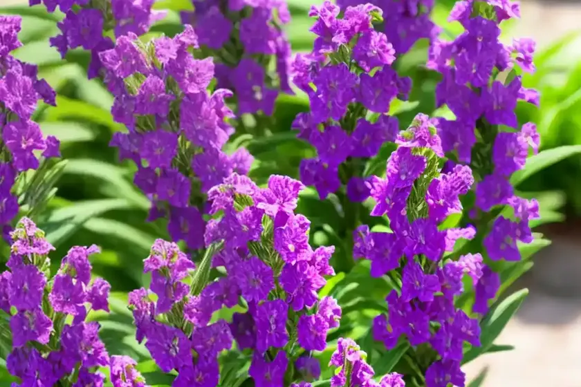 Summer snapdragon (angelonia angustifolia) — photo 2