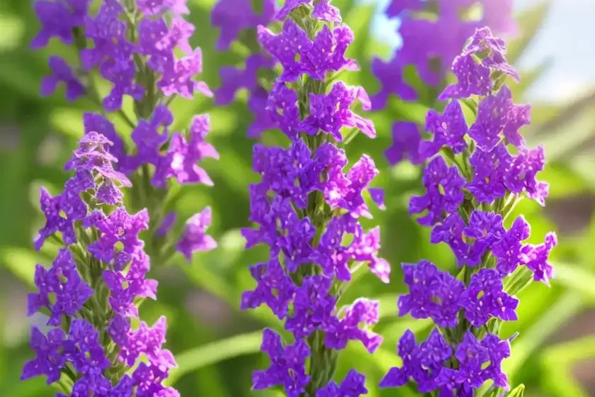 Summer snapdragon (angelonia angustifolia) — photo 3