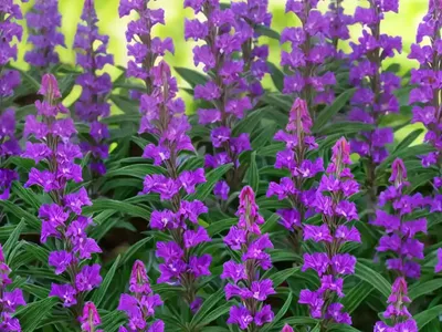 Summer Snapdragon (Angelonia Angustifolia)