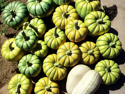 Summer Squash (Cucurbita Pepo)