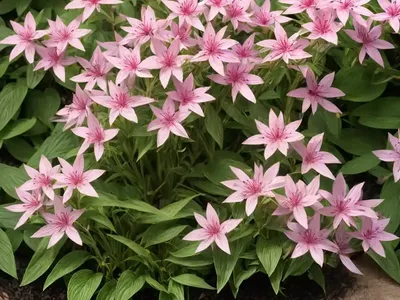 Swamp Loosestrife (Decodon Verticillatus)