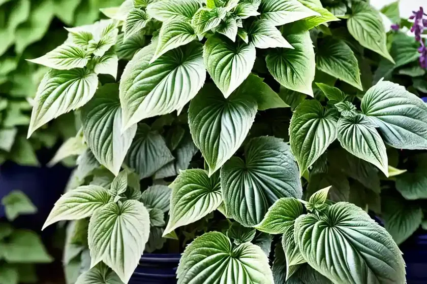 Swedish ivy (plectranthus australis) — photo 3