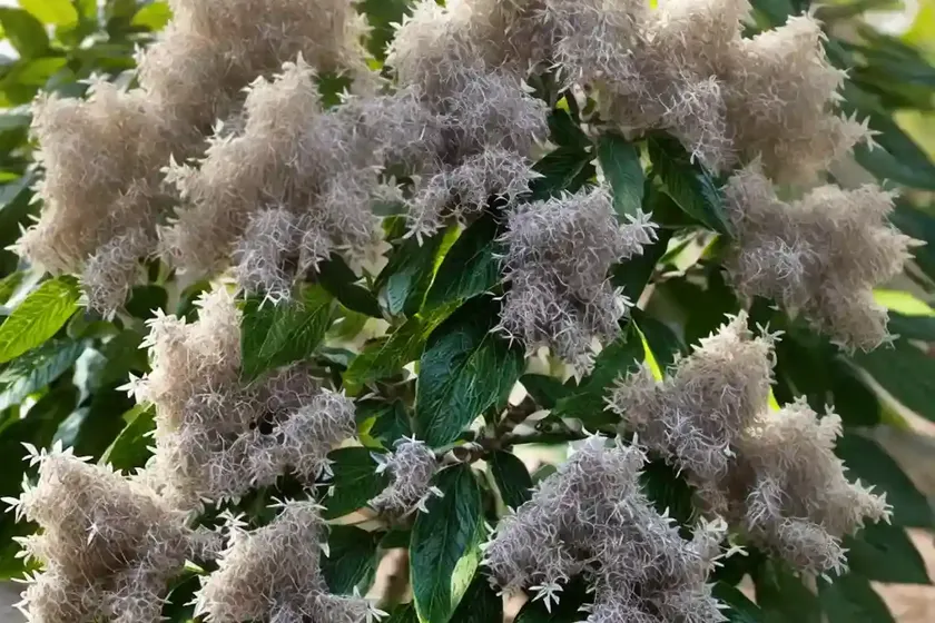 Sweet almond bush (aloysia virgata) — photo 3