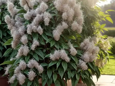 Sweet Almond Bush (Aloysia Virgata)