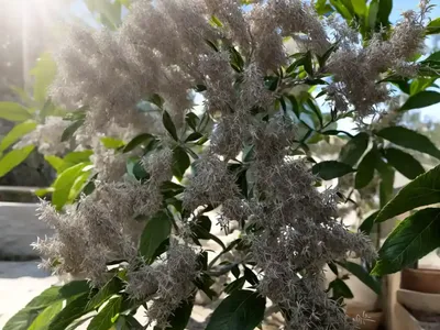 Sweet Almond Bush (Aloysia Virgata)