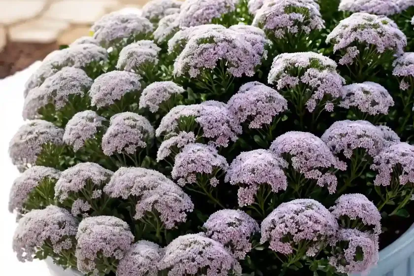 Sweet alyssum (lobularia ‘inlbusnopr’ snow princess) — photo 2