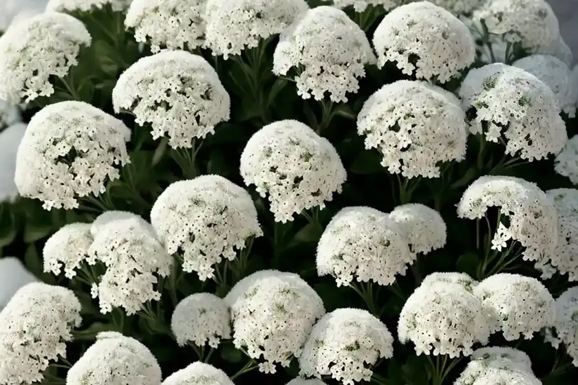 Sweet alyssum (lobularia ‘inlbusnopr’ snow princess) — photo 3