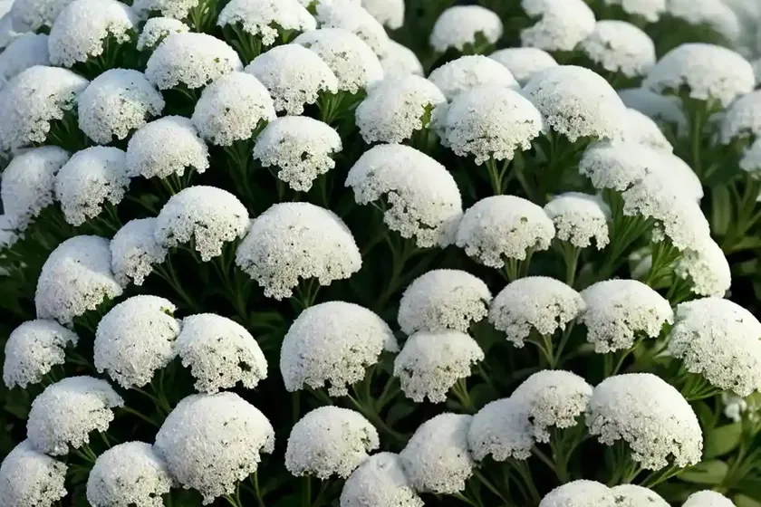 Sweet alyssum (lobularia ‘inlbusnopr’ snow princess)