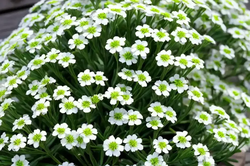 Sweet alyssum (lobularia maritima) — photo 2