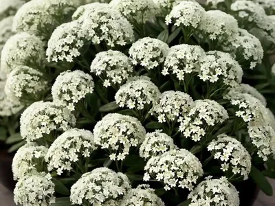 Sweet Alyssum (Lobularia Maritima)