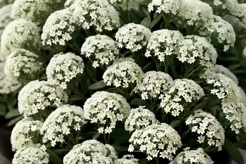 Sweet alyssum (lobularia maritima)