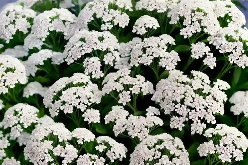 Sweet alyssum (lobularia maritima ‘snow crystals’) — photo 2
