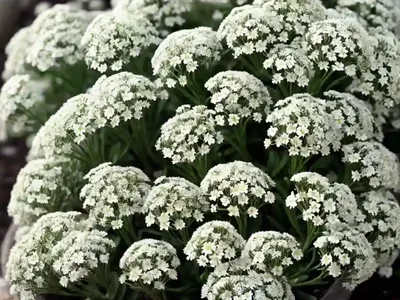 Sweet Alyssum (Lobularia Maritima ‘Snow Crystals’)