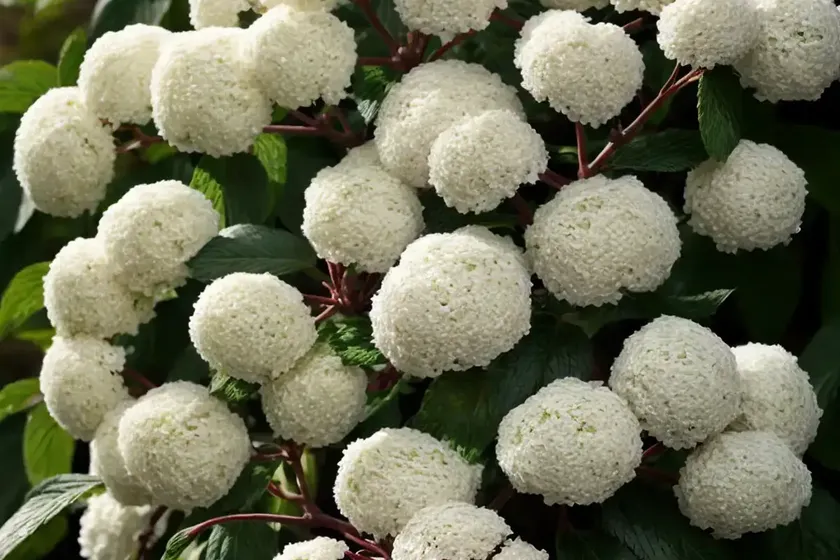 Sweet arrowwood (viburnum odoratissimum) — photo 2
