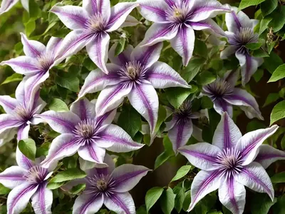Sweet Autumn Clematis (Clematis Terniflora)