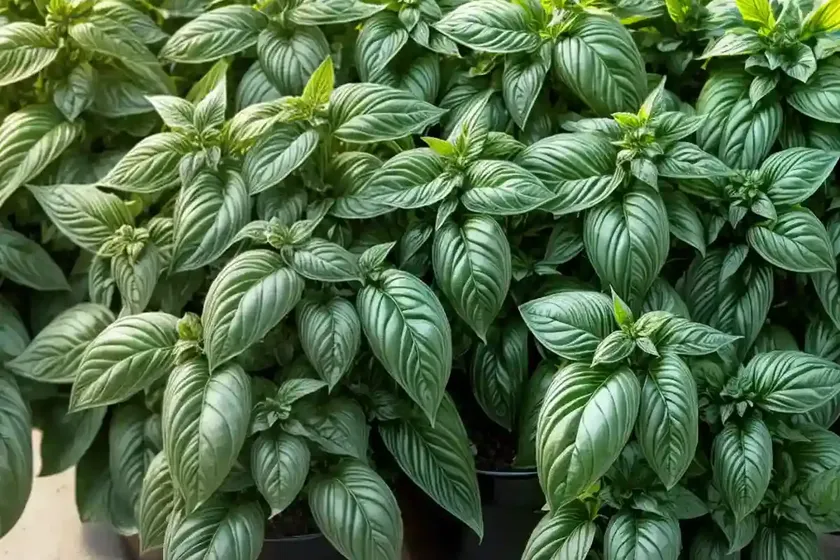 Sweet basil (ocimum basilicum) — photo 3