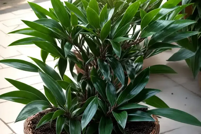 Sweet box (sarcococca hookeriana) — photo 3