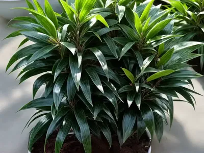 Sweet Box (Sarcococca Hookeriana)