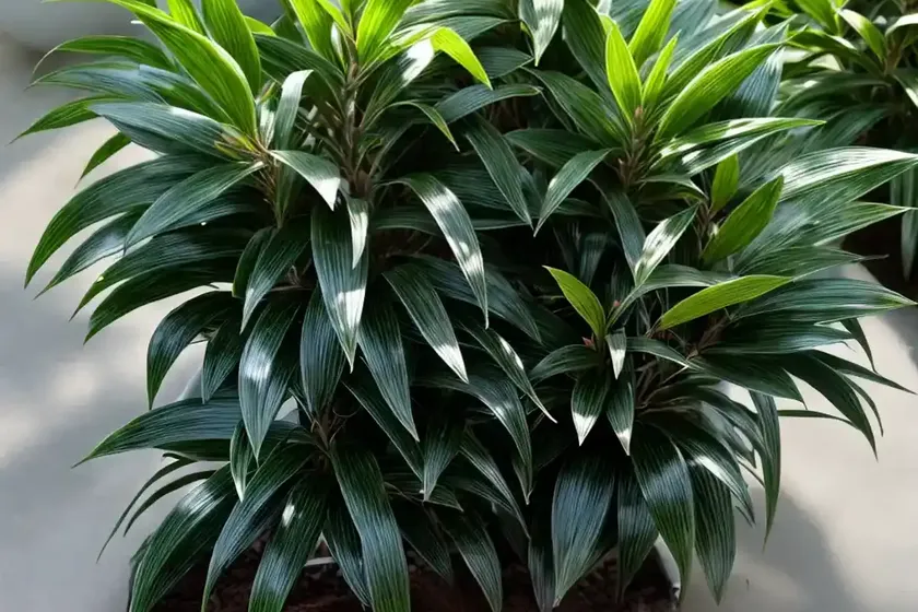Sweet box (sarcococca hookeriana)
