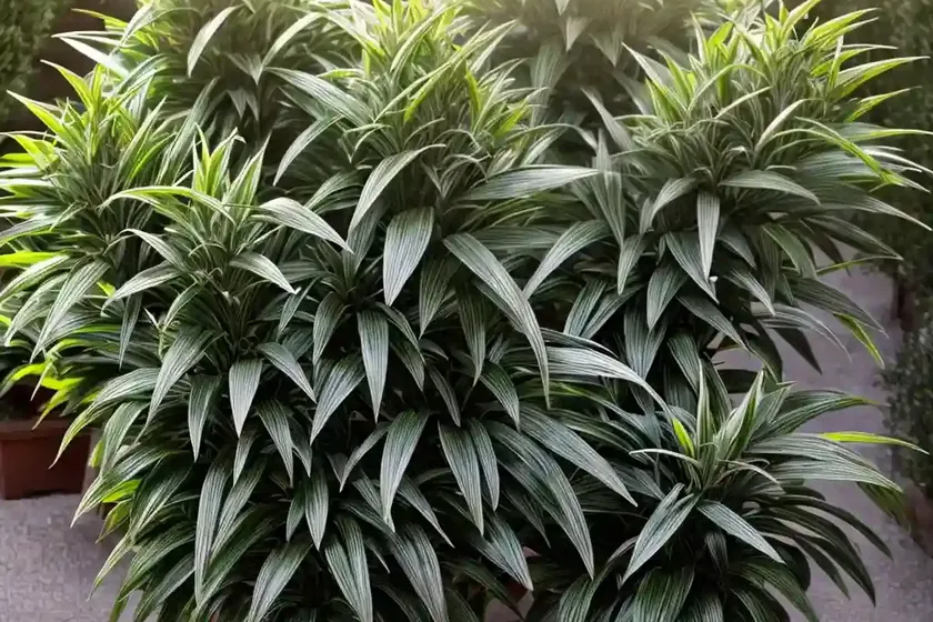 Sweet Box (Sarcococca Hookeriana Var. Humilis) — photo 2
