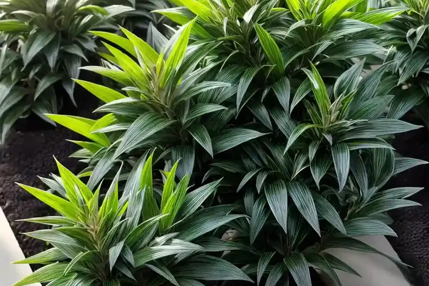 Sweet Box (Sarcococca Hookeriana Var. Humilis) — photo 3